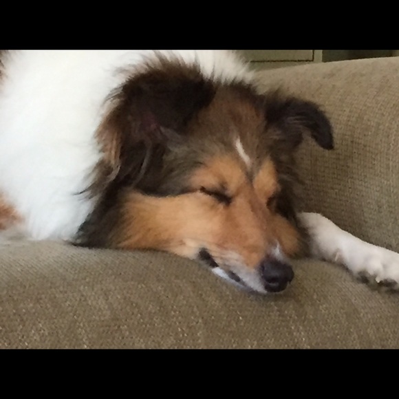 Meet your Posher, Cindy - Picture 1 of 1